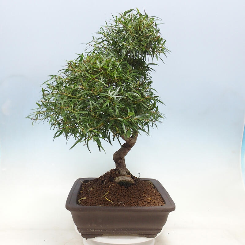 Indoor bonsai - Ficus nerifolia - small-leaved ficus