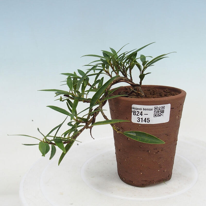 Indoor bonsai - Ficus nerifolia - small-leaved ficus