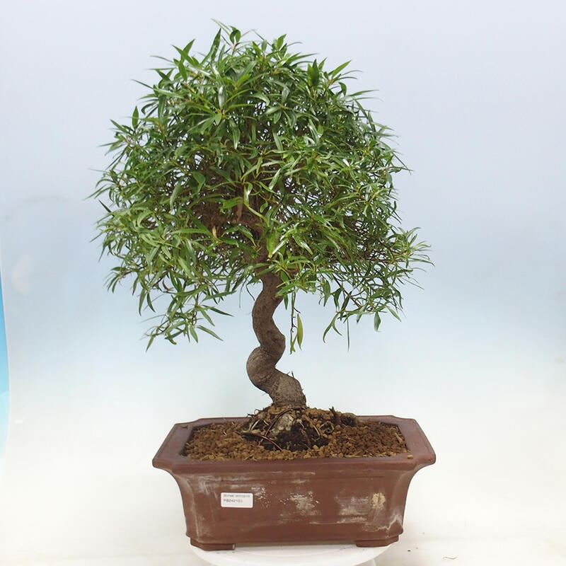 Indoor bonsai - Ficus nerifolia - small-leaved ficus