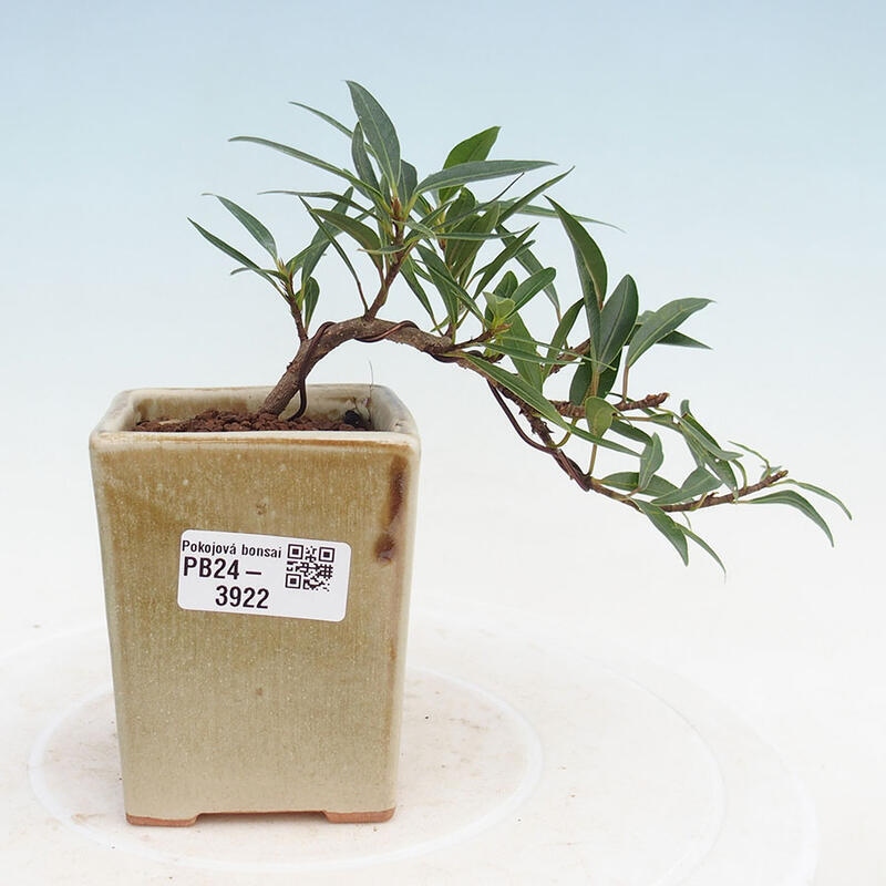 Indoor bonsai - Ficus nerifolia - small-leaved ficus