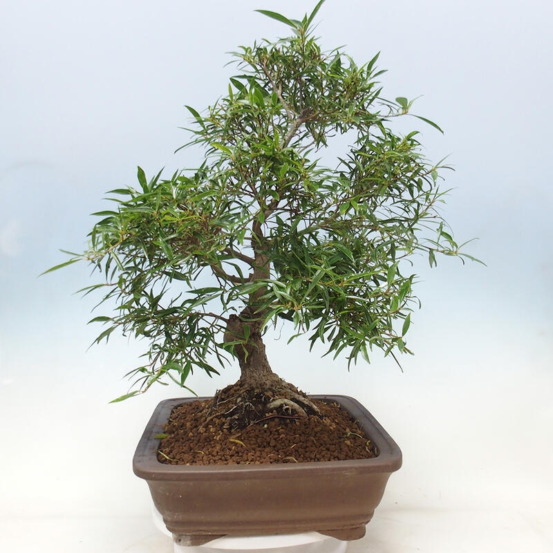 Indoor bonsai - Ficus nerifolia - small-leaved ficus