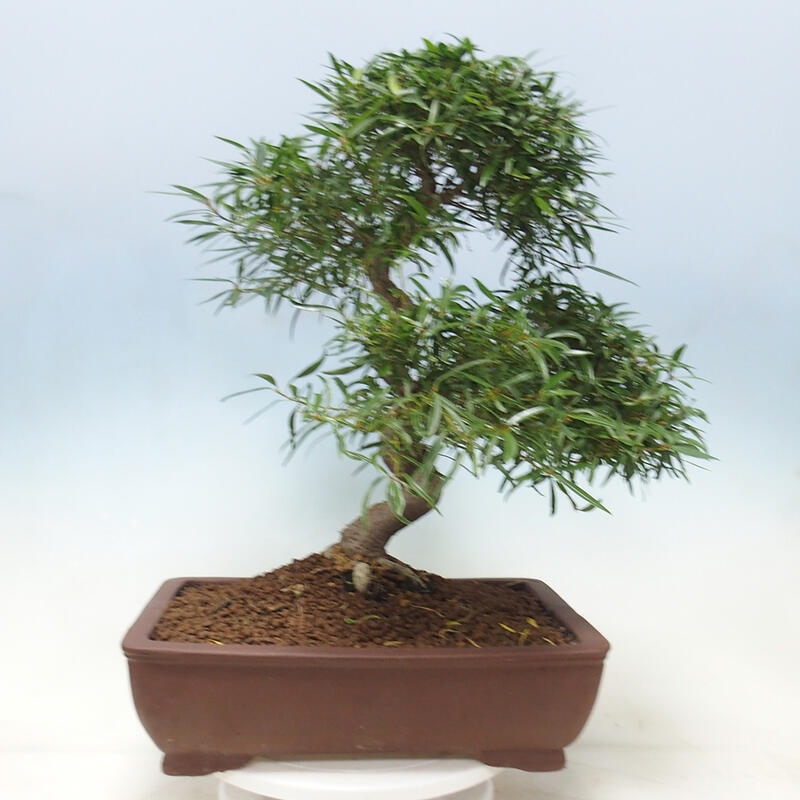 Indoor bonsai - Ficus nerifolia - small-leaved ficus