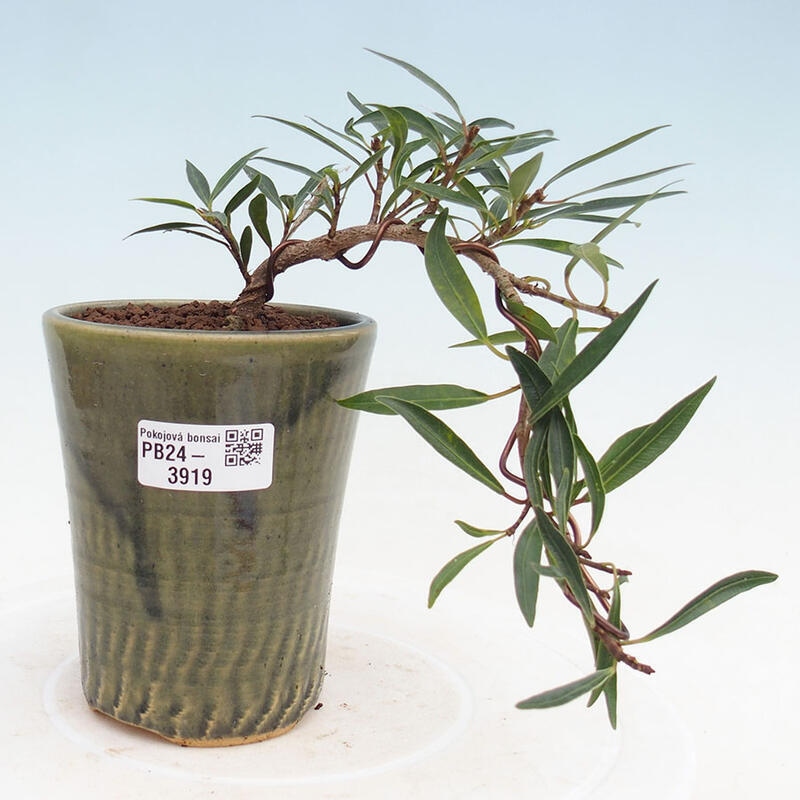 Indoor bonsai - Ficus nerifolia - small-leaved ficus