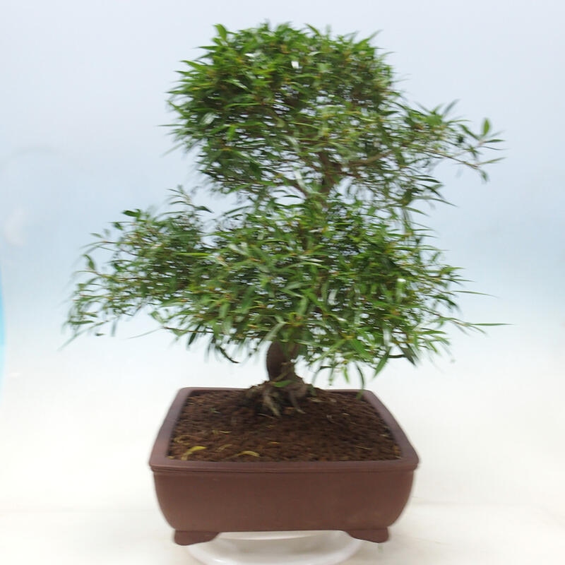 Indoor bonsai - Ficus nerifolia - small-leaved ficus