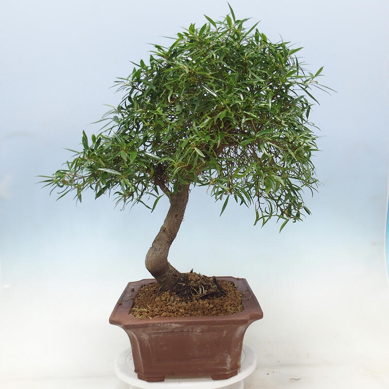 Indoor bonsai - Ficus nerifolia - small-leaved ficus