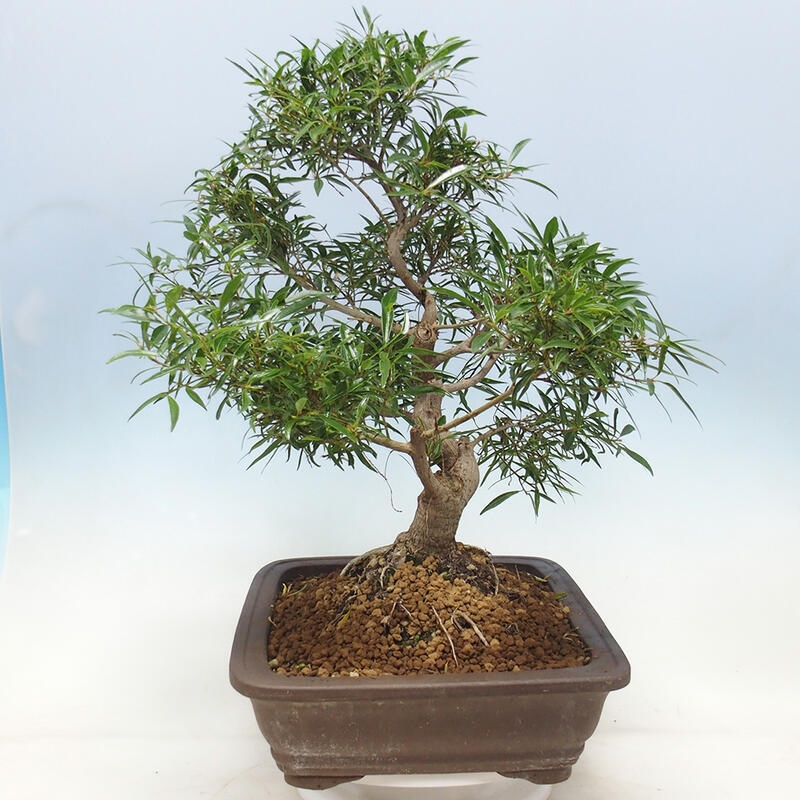 Indoor bonsai - Ficus nerifolia - small-leaved ficus