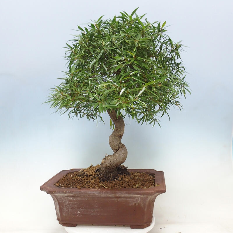 Indoor bonsai - Ficus nerifolia - small-leaved ficus