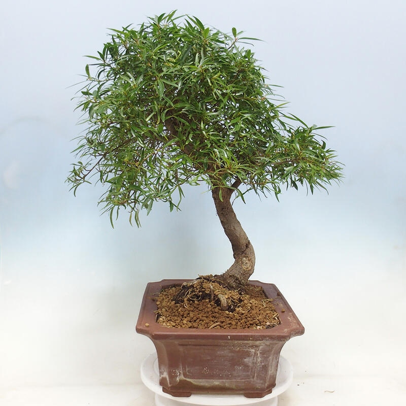 Indoor bonsai - Ficus nerifolia - small-leaved ficus