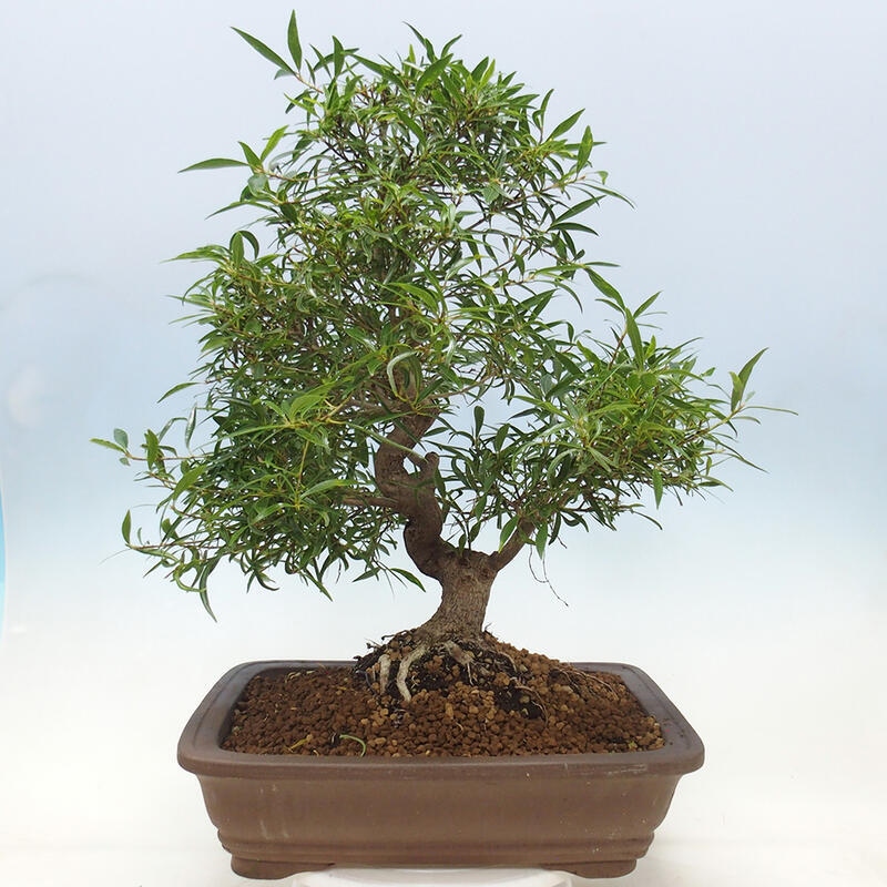 Indoor bonsai - Ficus nerifolia - small-leaved ficus