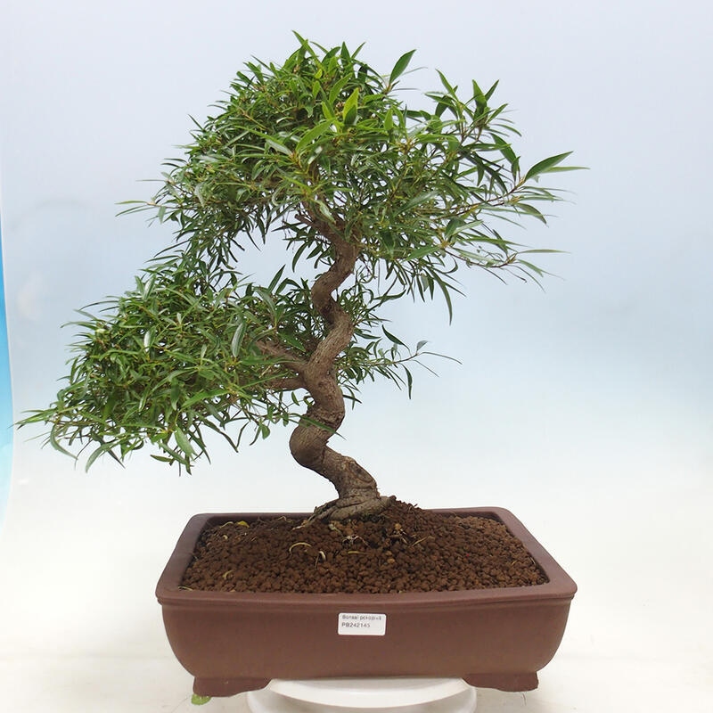 Indoor bonsai - Ficus nerifolia - small-leaved ficus