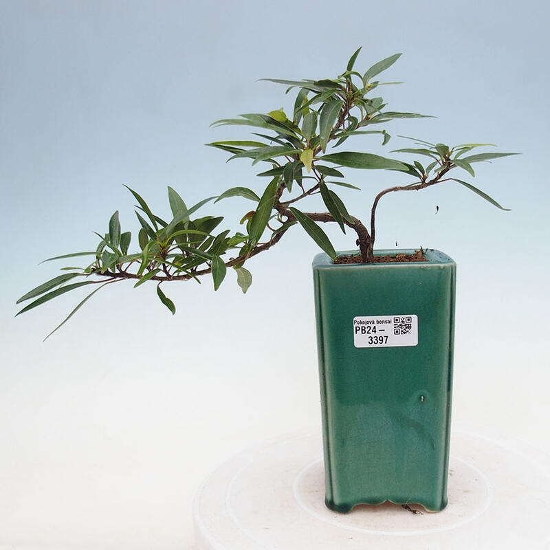 Indoor bonsai - Ficus nerifolia - small-leaved ficus