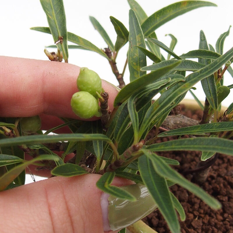 Indoor bonsai - Ficus nerifolia - small-leaved ficus