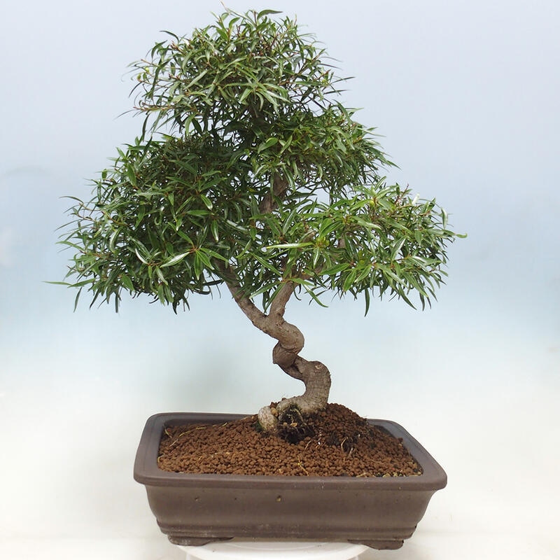 Indoor bonsai - Ficus nerifolia - small-leaved ficus