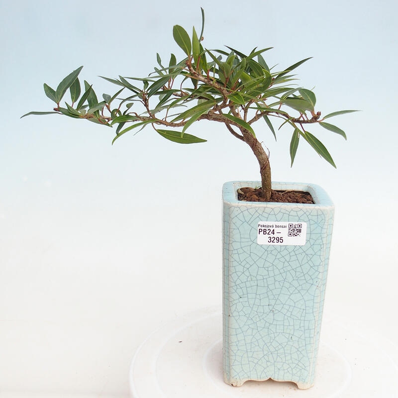 Indoor bonsai - Ficus nerifolia - small-leaved ficus