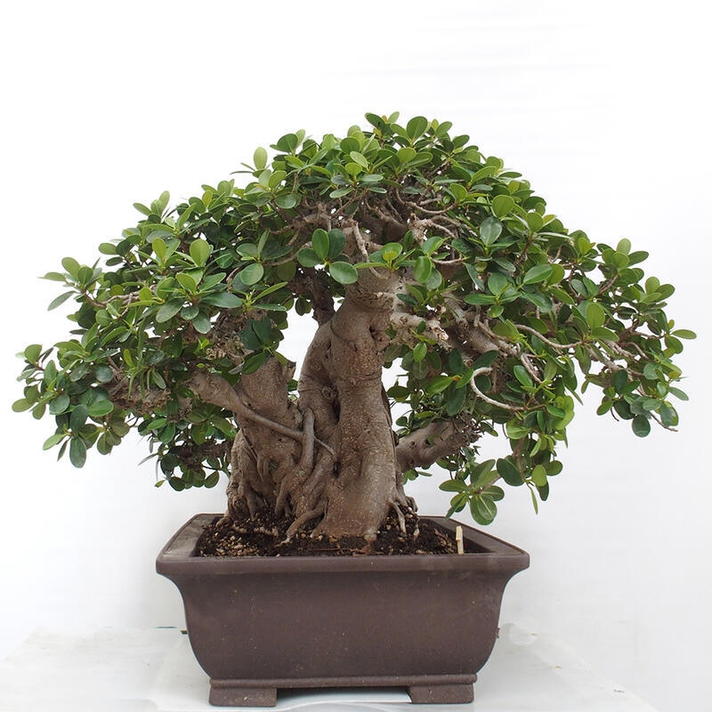 Indoor bonsai - Ficus Panda - small-leaved ficus