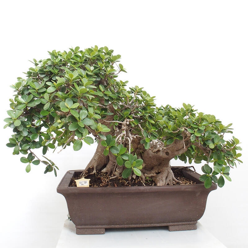 Indoor bonsai - Ficus Panda - small-leaved ficus