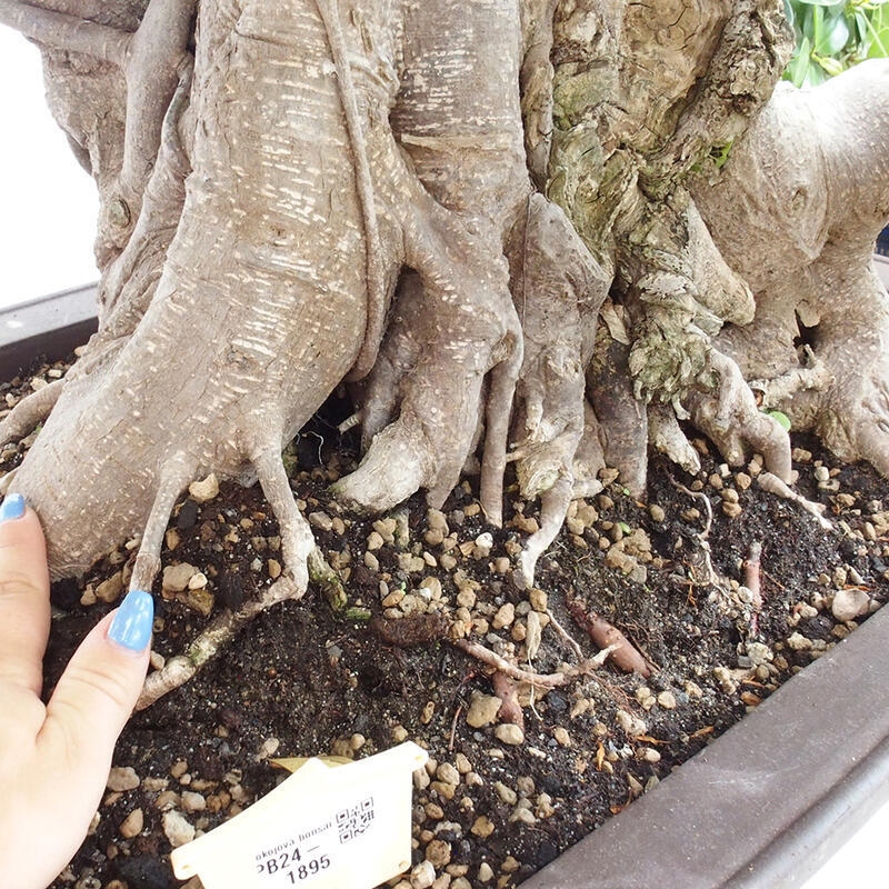 Indoor bonsai - Ficus Panda - small-leaved ficus