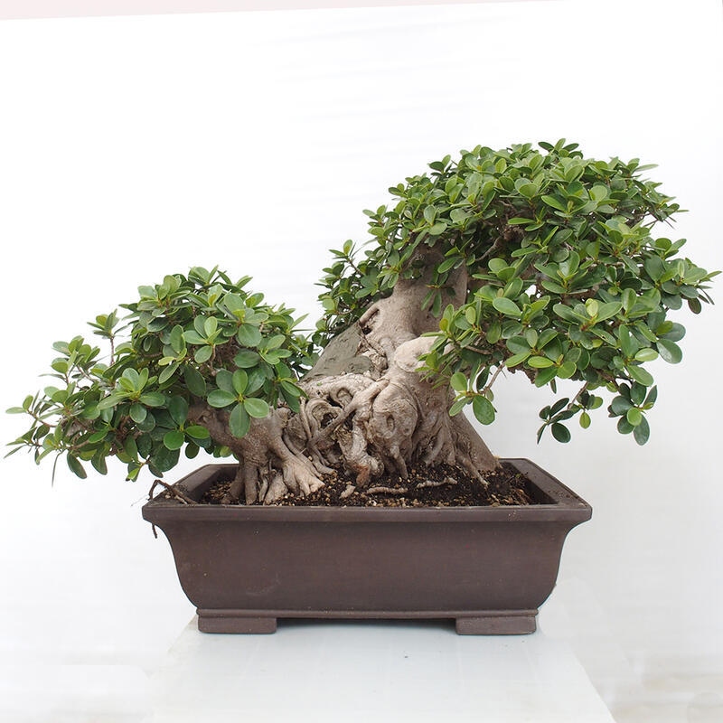 Indoor bonsai - Ficus Panda - small-leaved ficus