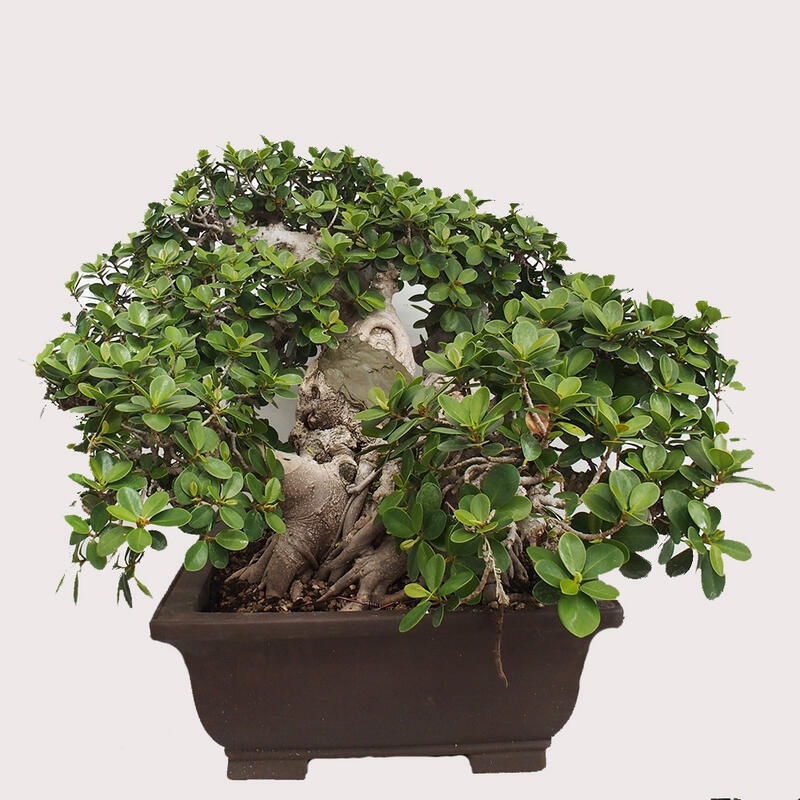 Indoor bonsai - Ficus Panda - small-leaved ficus