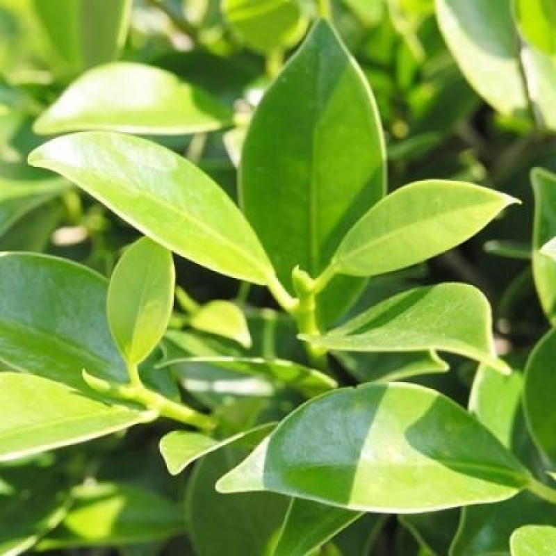 Indoor bonsai - Ficus retusa - small-leaved ficus