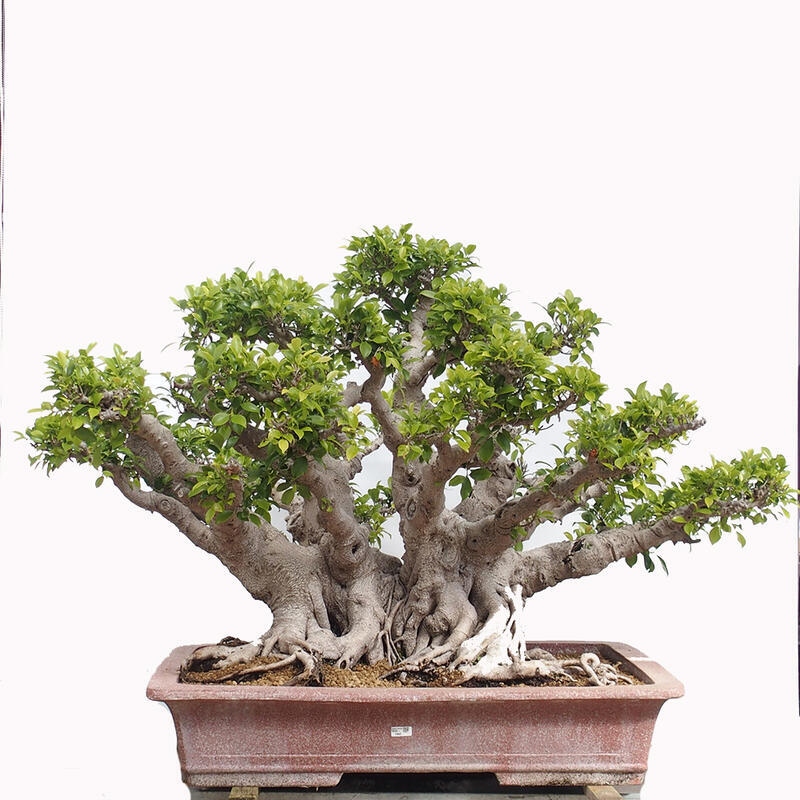 Indoor bonsai - Ficus retusa - small-leaved ficus