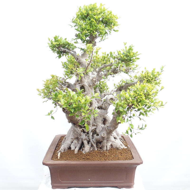 Indoor bonsai - Ficus retusa - small-leaved ficus