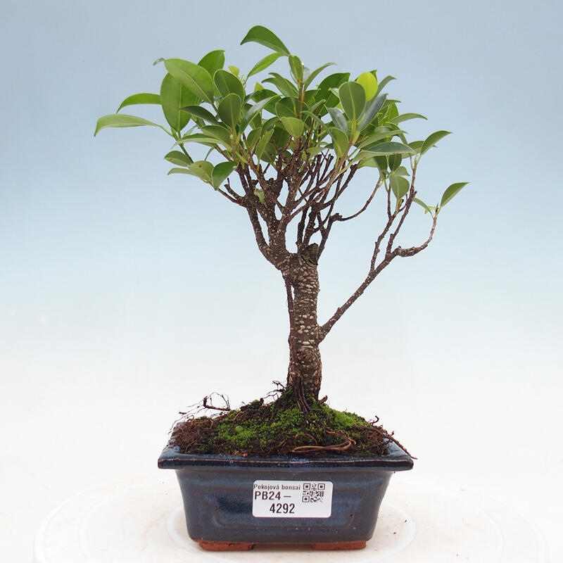 Indoor bonsai - Ficus retusa - small-leaved ficus