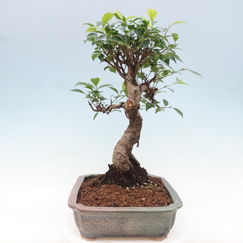 Indoor bonsai - Ficus retusa - small-leaved ficus