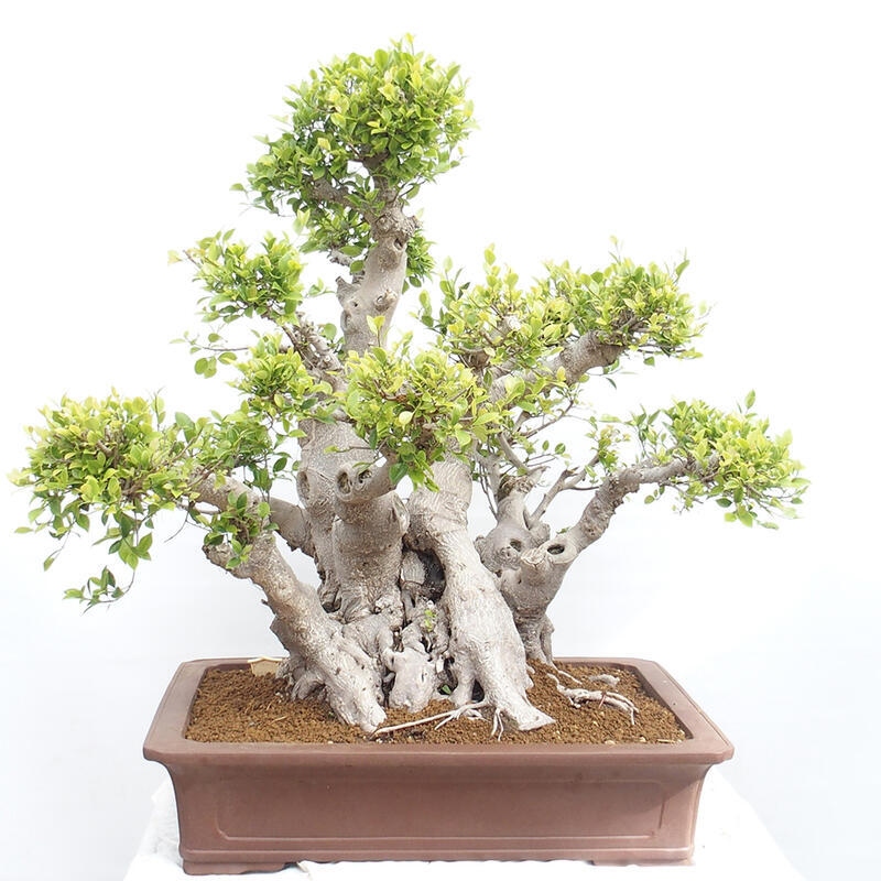 Indoor bonsai - Ficus retusa - small-leaved ficus