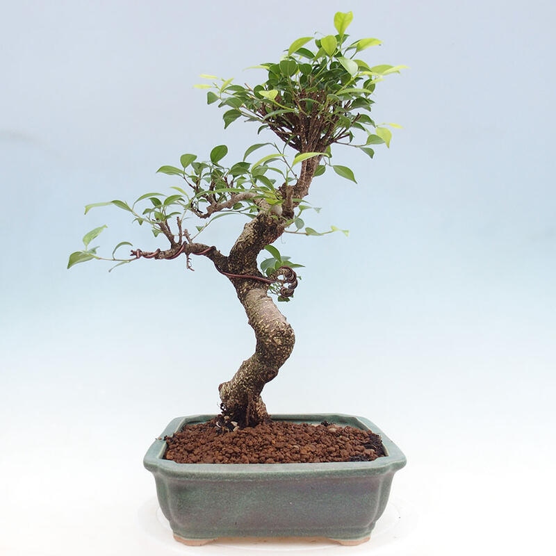 Indoor bonsai - Ficus retusa - small-leaved ficus