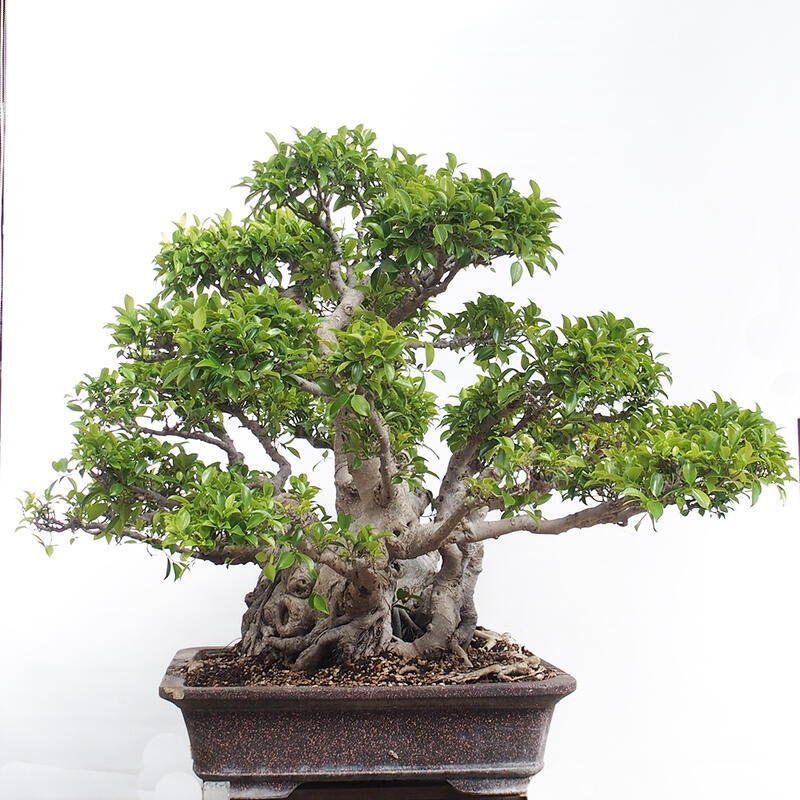 Indoor bonsai - Ficus retusa - small-leaved ficus