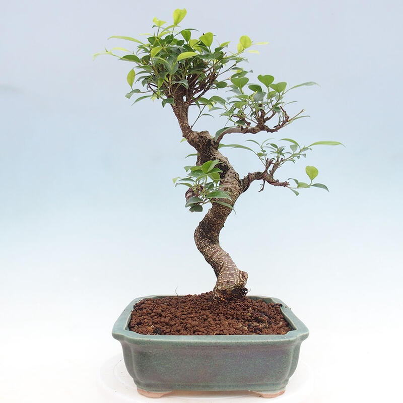 Indoor bonsai - Ficus retusa - small-leaved ficus