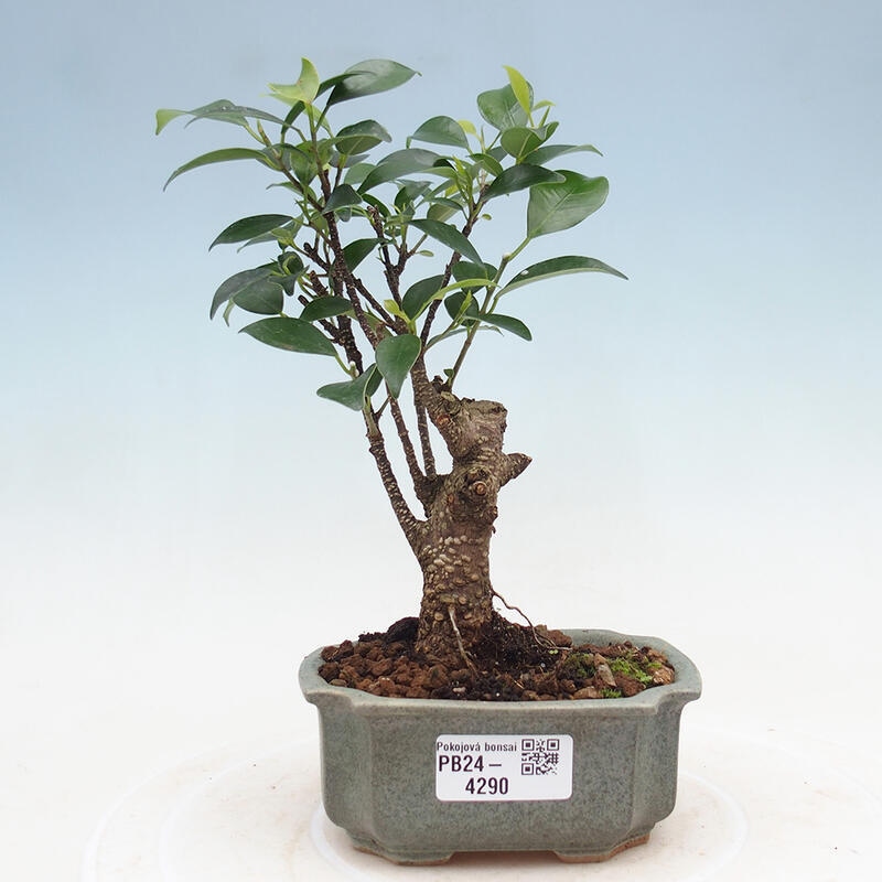 Indoor bonsai - Ficus retusa - small-leaved ficus