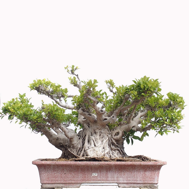 Indoor bonsai - Ficus retusa - small-leaved ficus