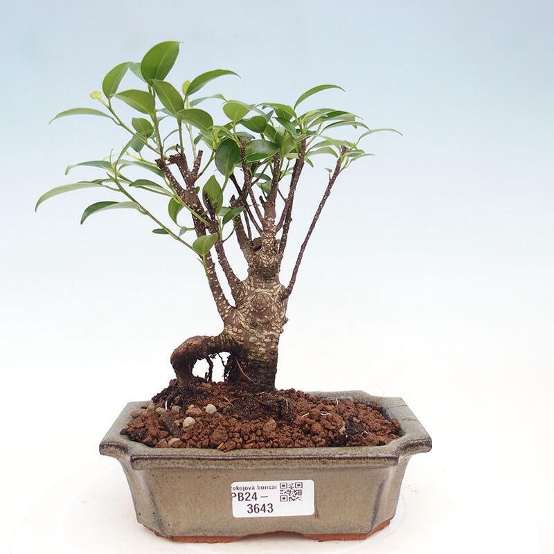 Indoor bonsai - Ficus retusa - small-leaved ficus