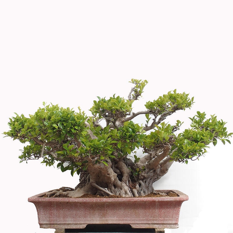 Indoor bonsai - Ficus retusa - small-leaved ficus