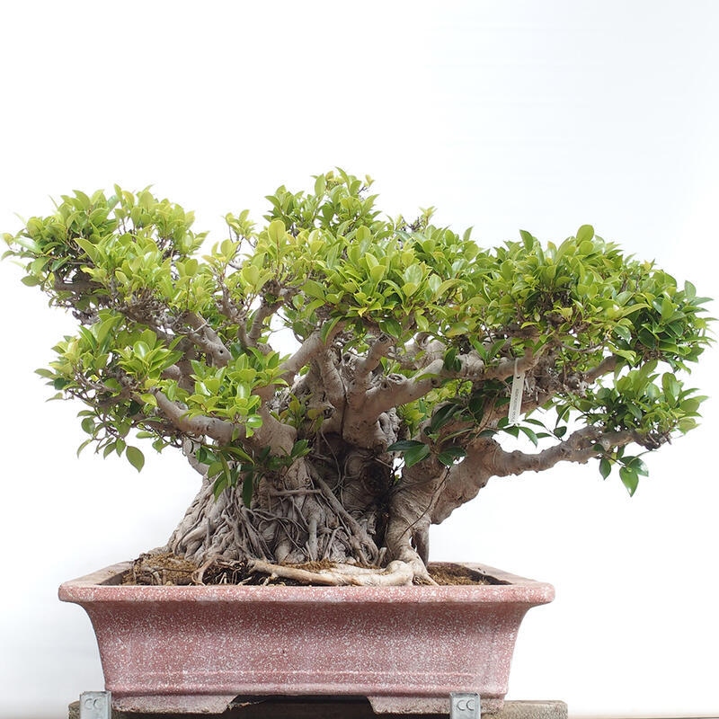 Indoor bonsai - Ficus retusa - small-leaved ficus