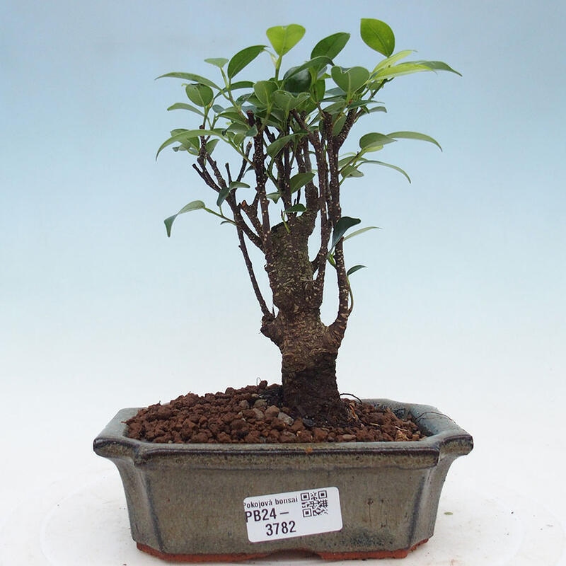 Indoor bonsai - Ficus retusa - small-leaved ficus