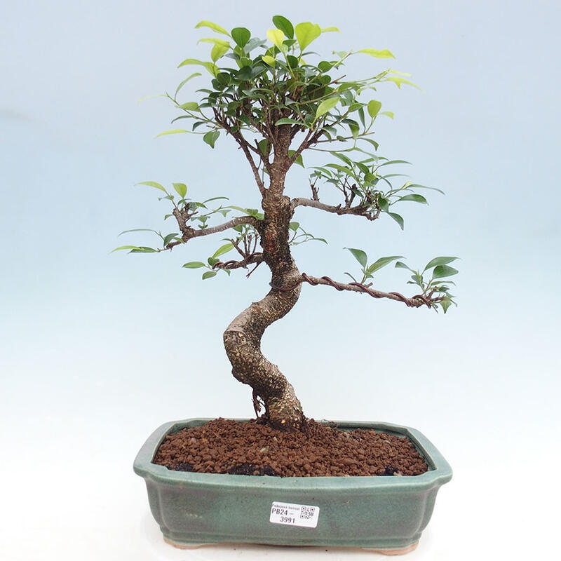 Indoor bonsai - Ficus retusa - small-leaved ficus