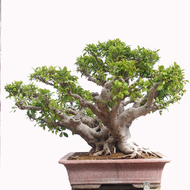 Indoor bonsai - Ficus retusa - small-leaved ficus