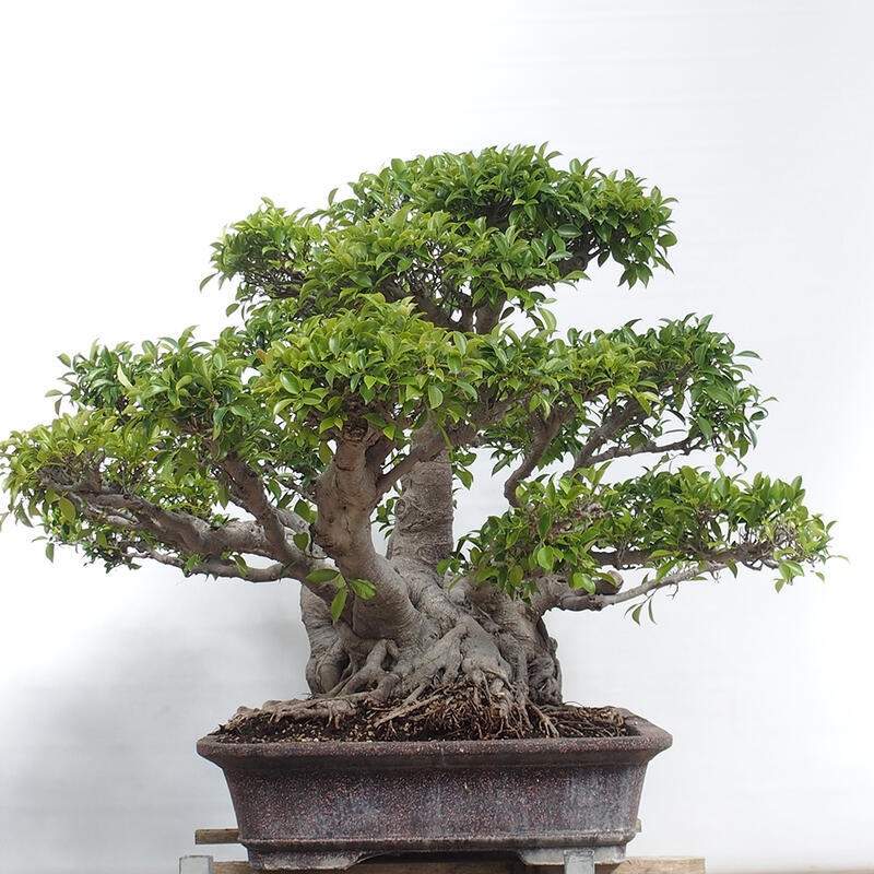 Indoor bonsai - Ficus retusa - small-leaved ficus