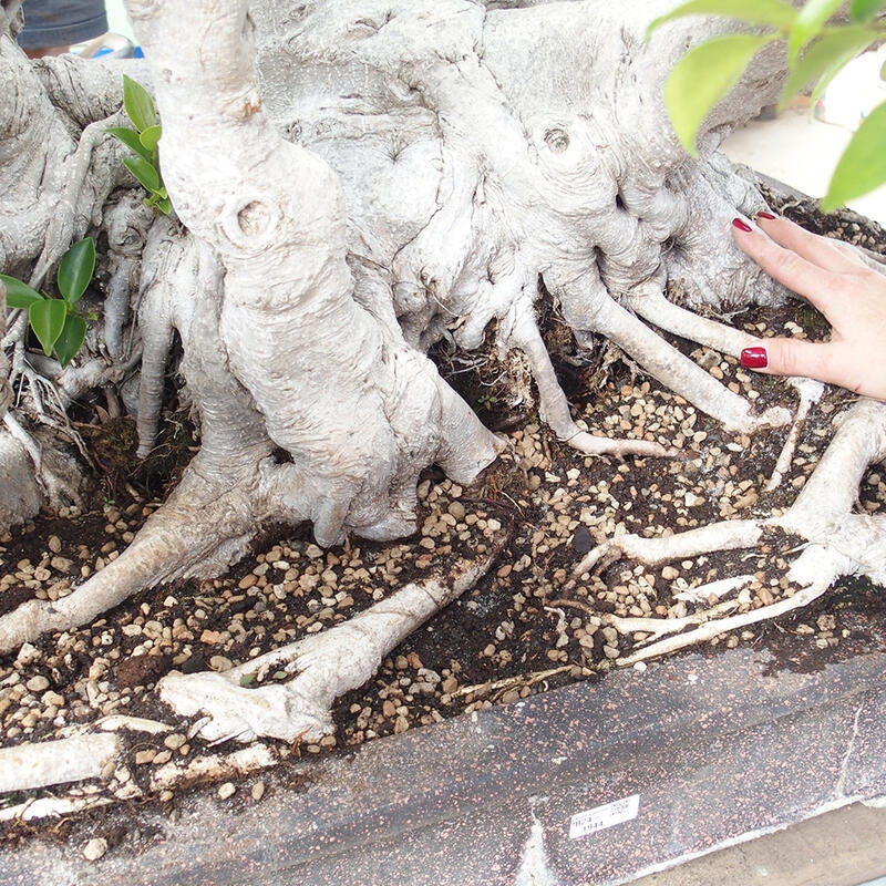 Indoor bonsai - Ficus retusa - small-leaved ficus