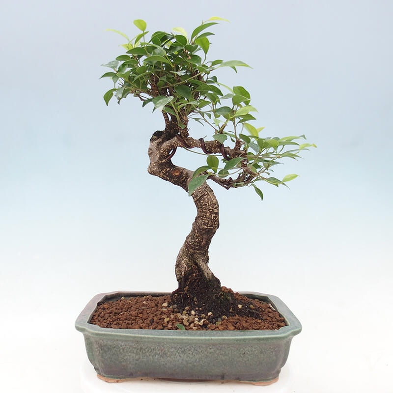 Indoor bonsai - Ficus retusa - small-leaved ficus