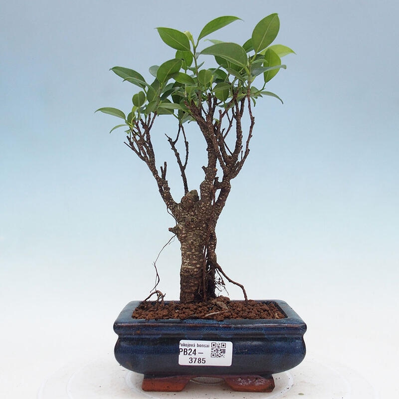 Indoor bonsai - Ficus retusa - small-leaved ficus