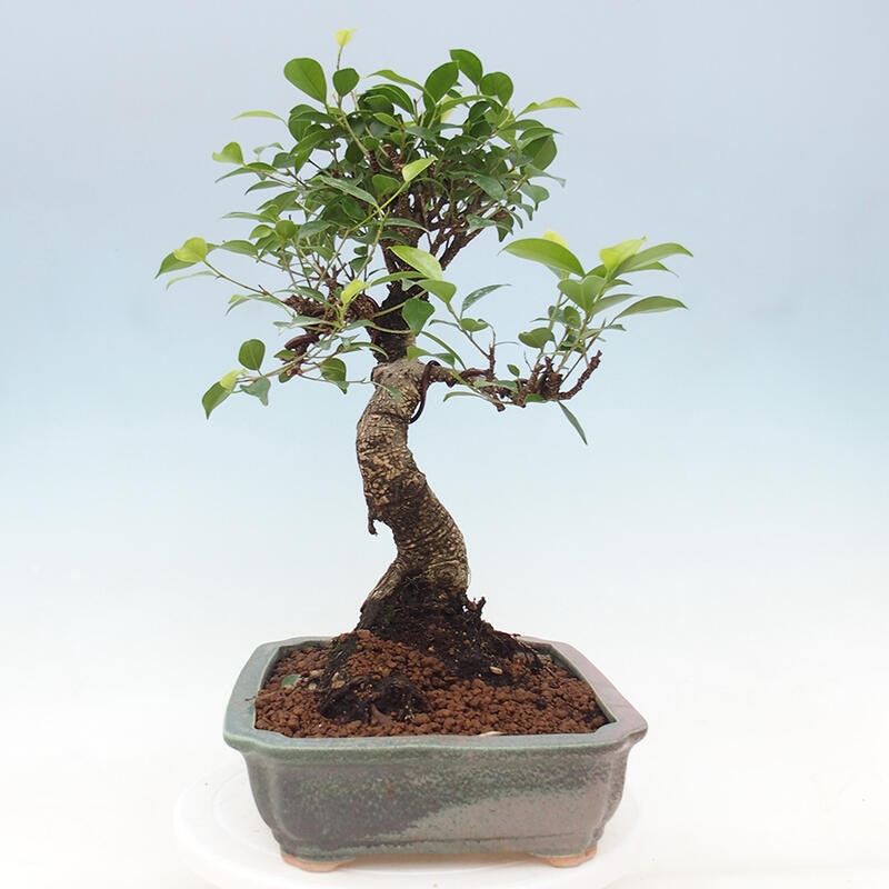 Indoor bonsai - Ficus retusa - small-leaved ficus