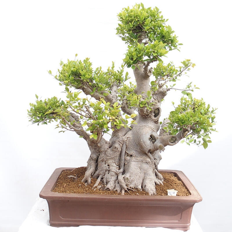 Indoor bonsai - Ficus retusa - small-leaved ficus