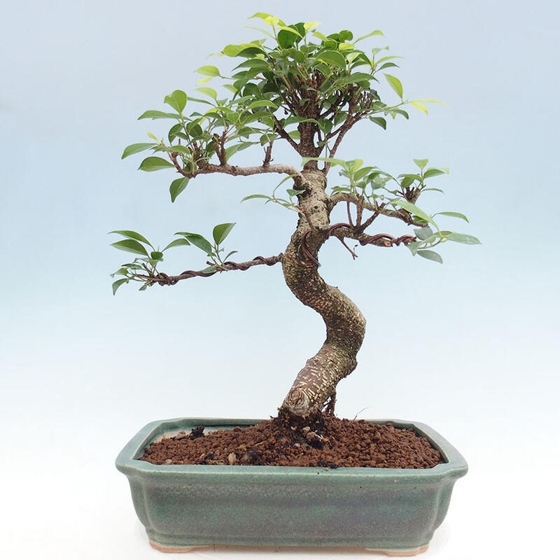 Indoor bonsai - Ficus retusa - small-leaved ficus