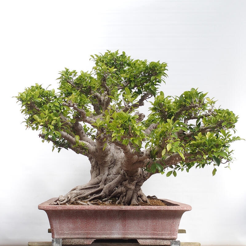 Indoor bonsai - Ficus retusa - small-leaved ficus