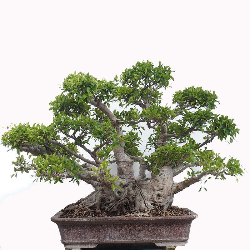 Indoor bonsai - Ficus retusa - small-leaved ficus