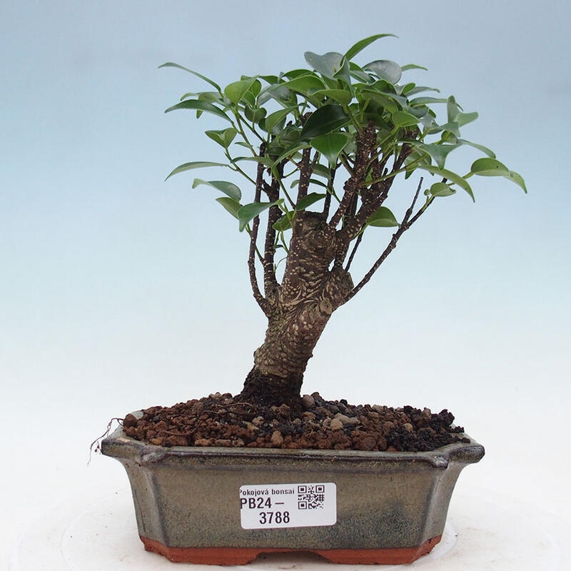 Indoor bonsai - Ficus retusa - small-leaved ficus